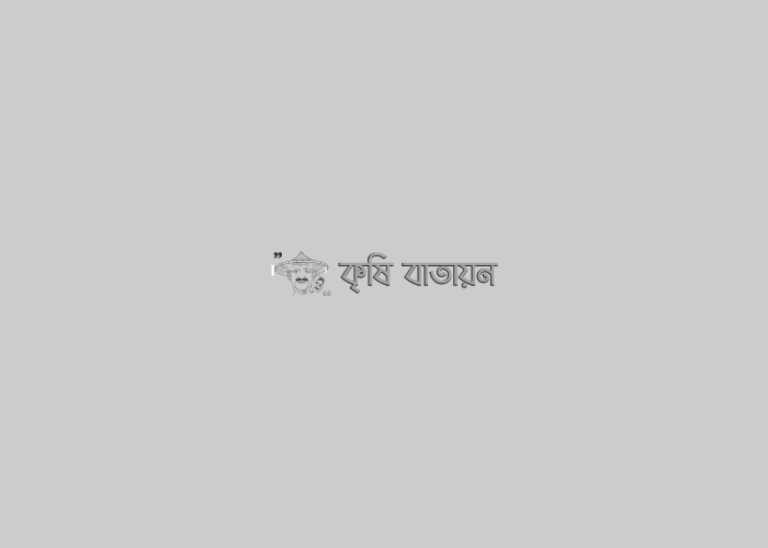 বিশ্বমানের কফি নিয়ে প্রস্তুত বাংলাদেশ